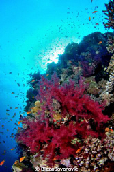 Soft coral and fishy fishes on the one of Wadi Lahami ree... by Blaza Jovanovic 